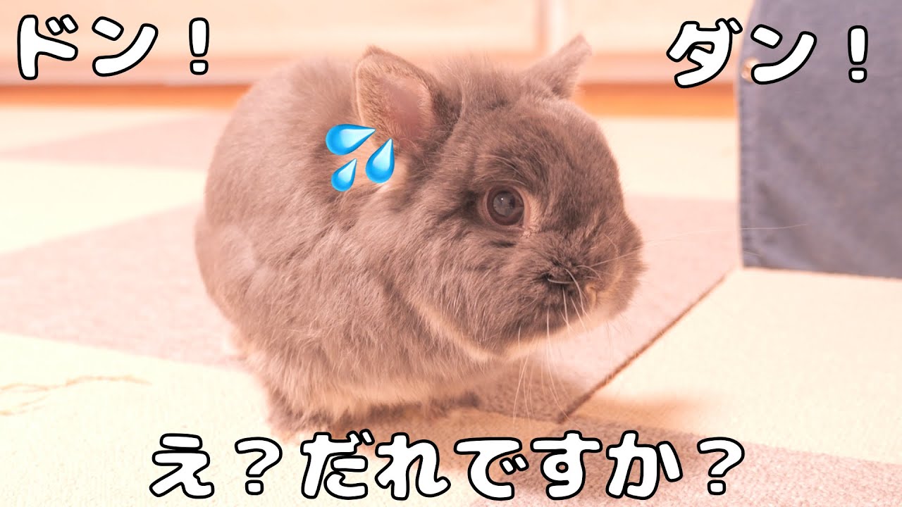 ジャンプしてたら屋根の雪が落ちてきて、驚いちゃったミミが可愛すぎました【No.1813】