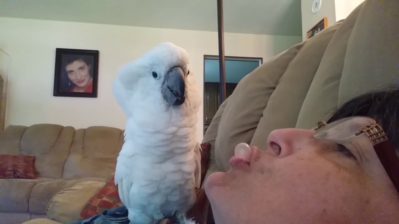Onni The Cockatoo Sees Bubble Gum For The First Time