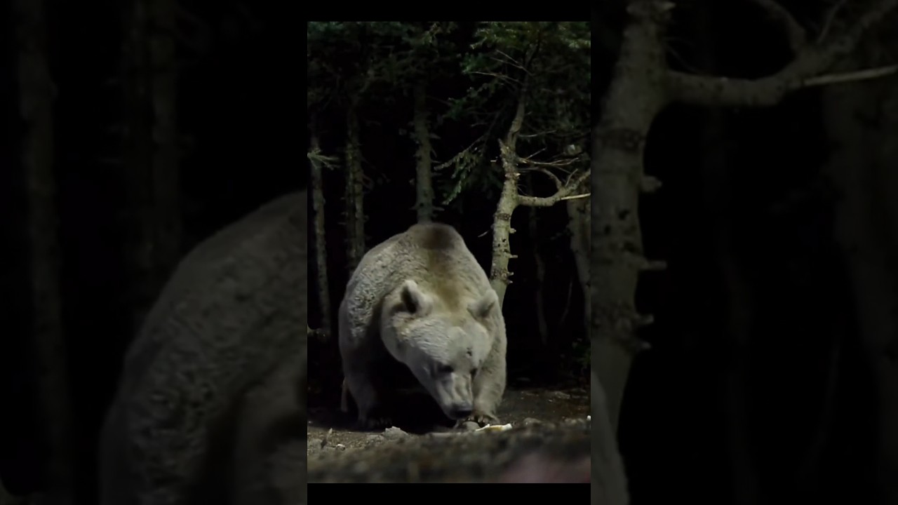 AS&Iacute; es un OSO grizzly de CERCA 😰