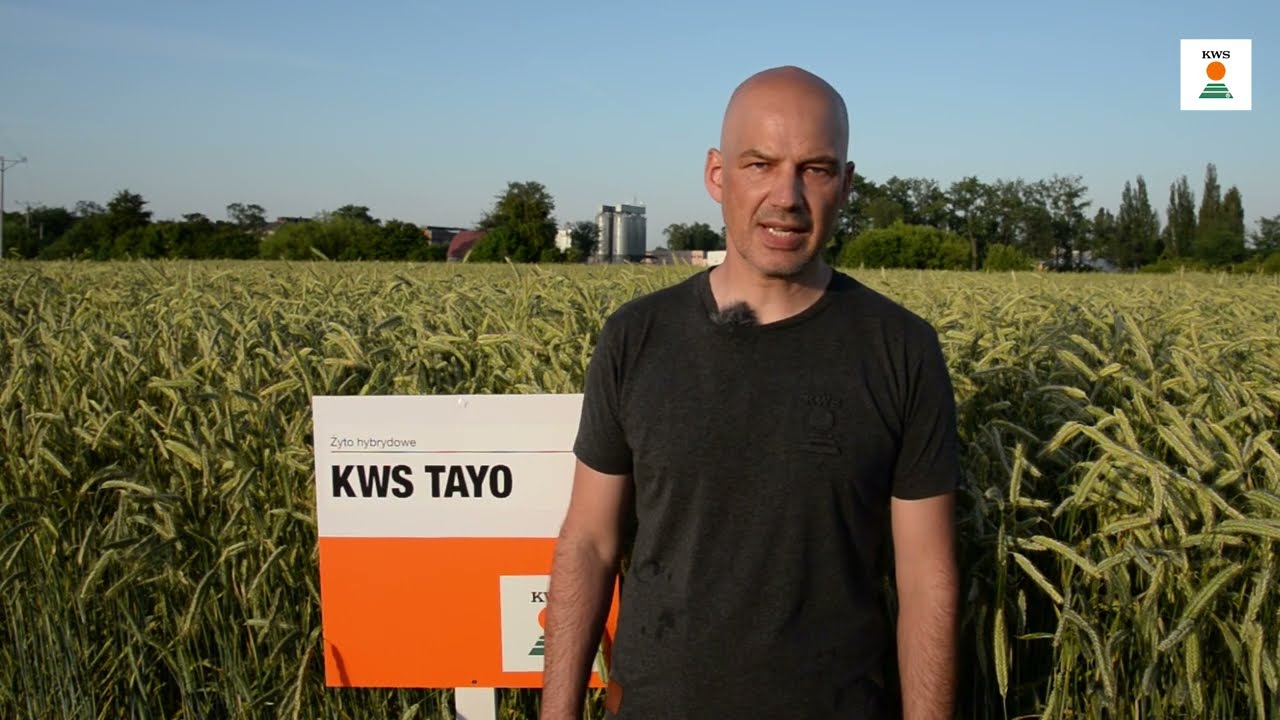 KWS TAYO / KWS z pola AGROPORADY EKSPERT&Oacute;W