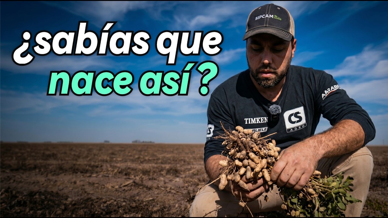El Misterioso cultivo del maní en los campos de Córdoba