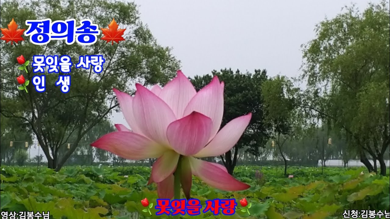 🍁정의송/⚘못잊을 사랑/🍒인생/연속듣기/작곡가/가수