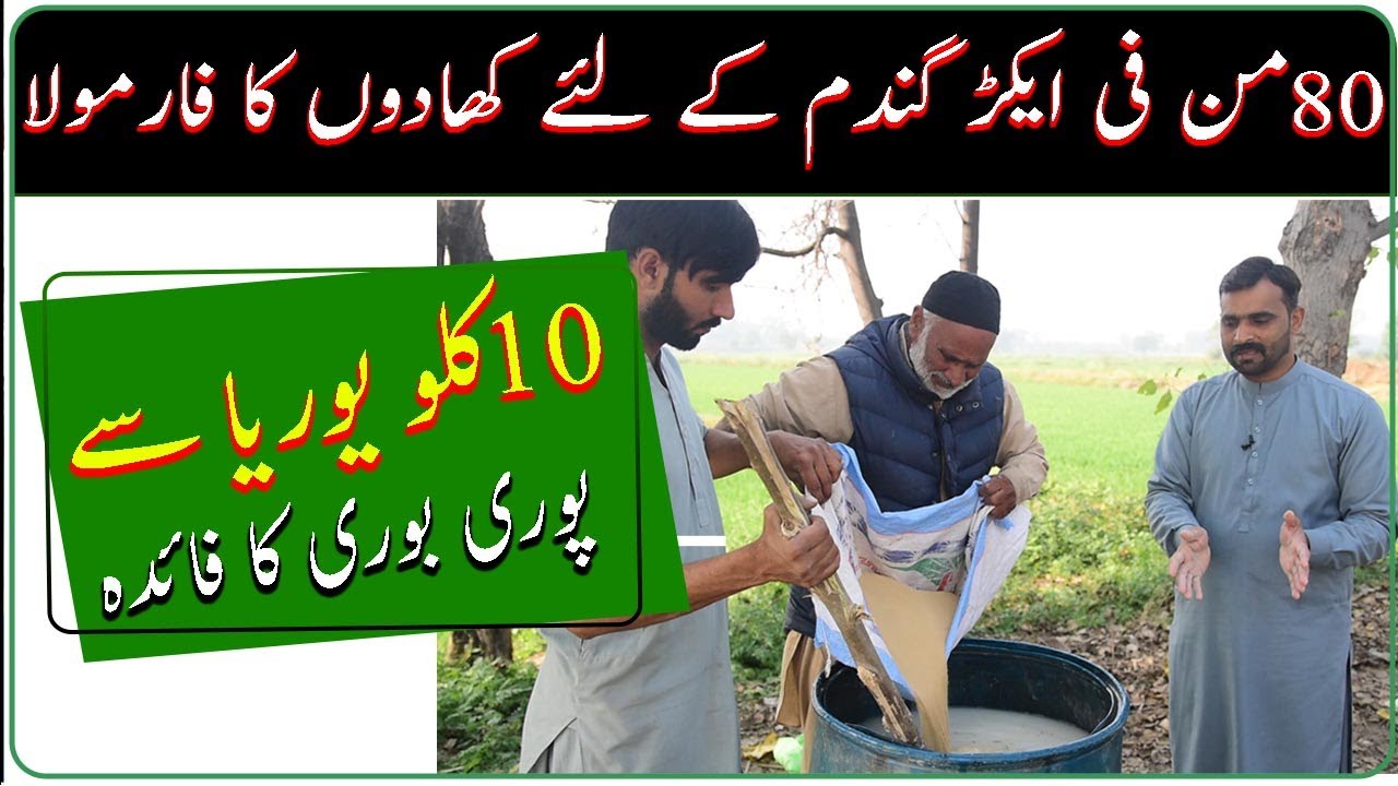 How to increase wheat production|uses of sulphur in wheat|magnesium in wheat|Wheat folior fertilizer