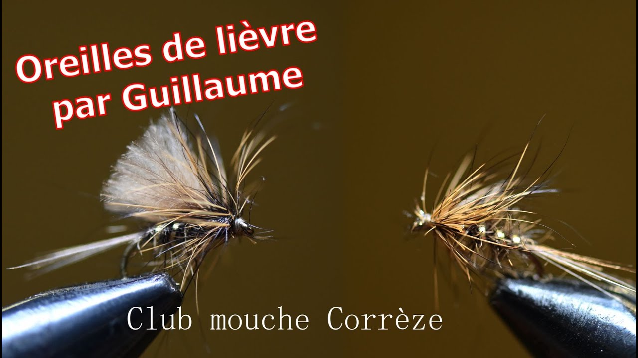 oreille de lièvre par Guillaume