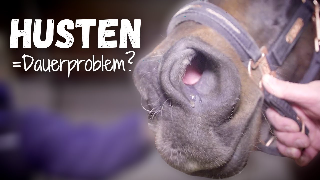 Mein Pferd hustet = Dauerpatient?🤒 | Ursachen & Lösungen👨🏼‍⚕️