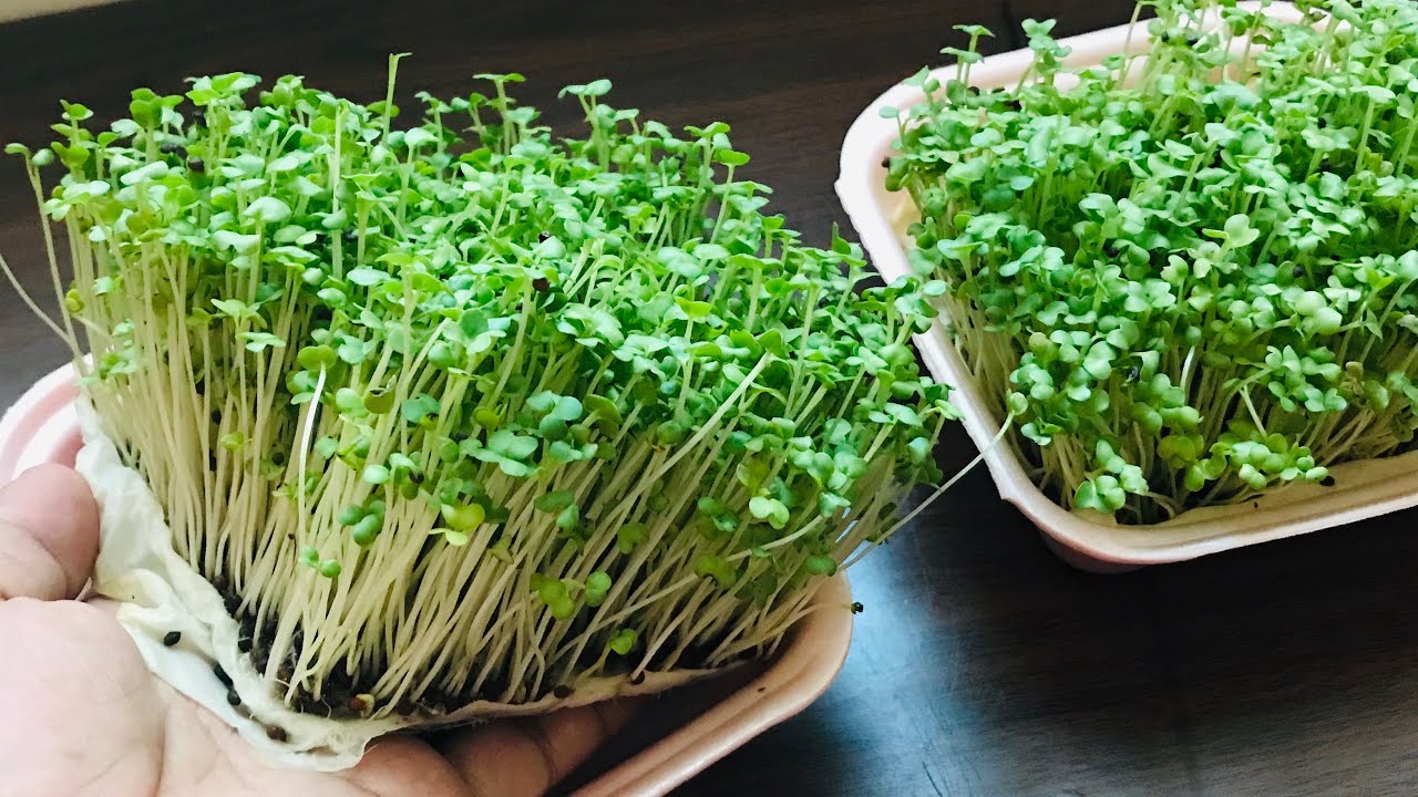 How to grow mustard at home | Mustard microgreens#SunGarden#SHORT