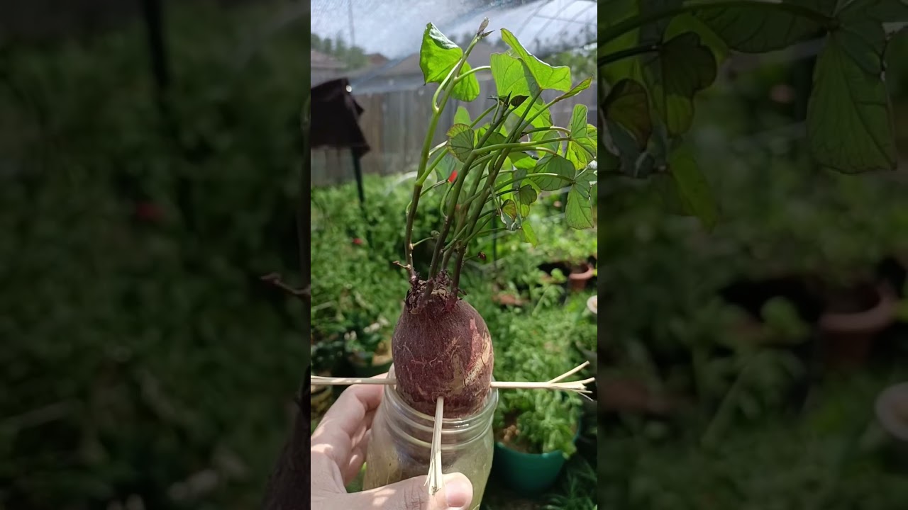 How to GROW SWEET POTATOES from a grocery store potato! #sweetpotatoes #texasgarden #gardeningtips