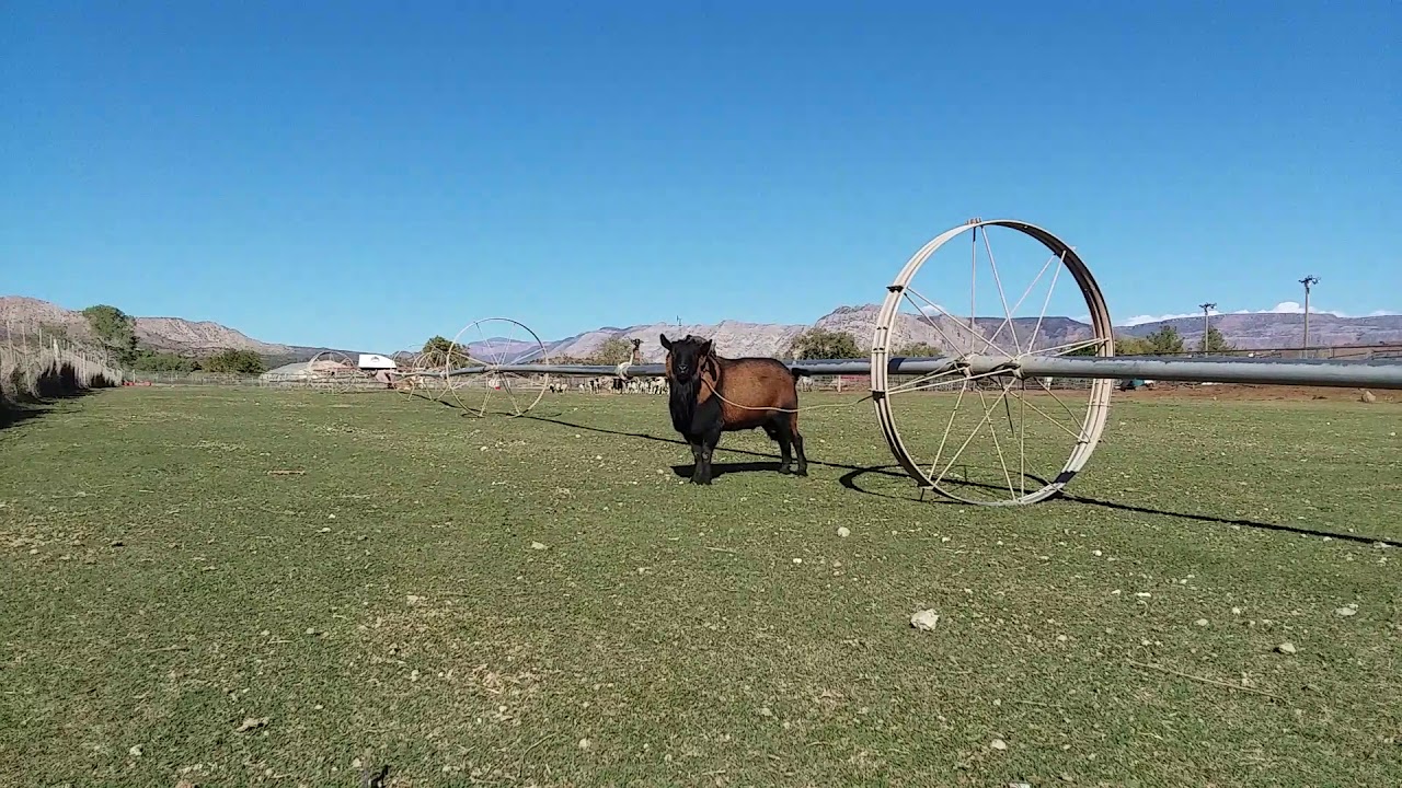 Buffalo Oberhasli