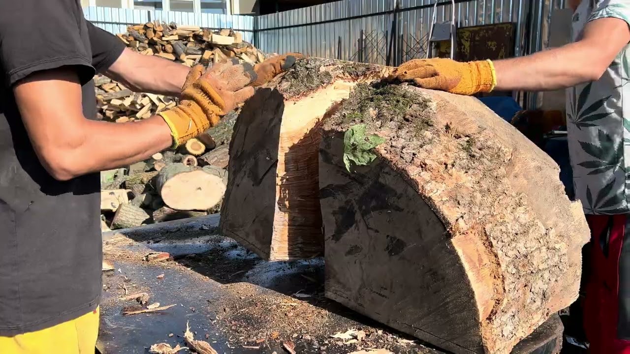 From Forest Giants to Firewood