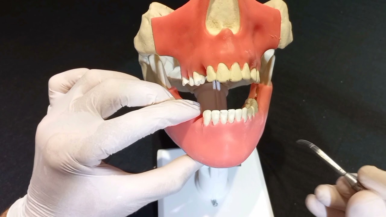 Handson T&eacute;cnica Cir&uacute;rgica em Cavidade Bucal