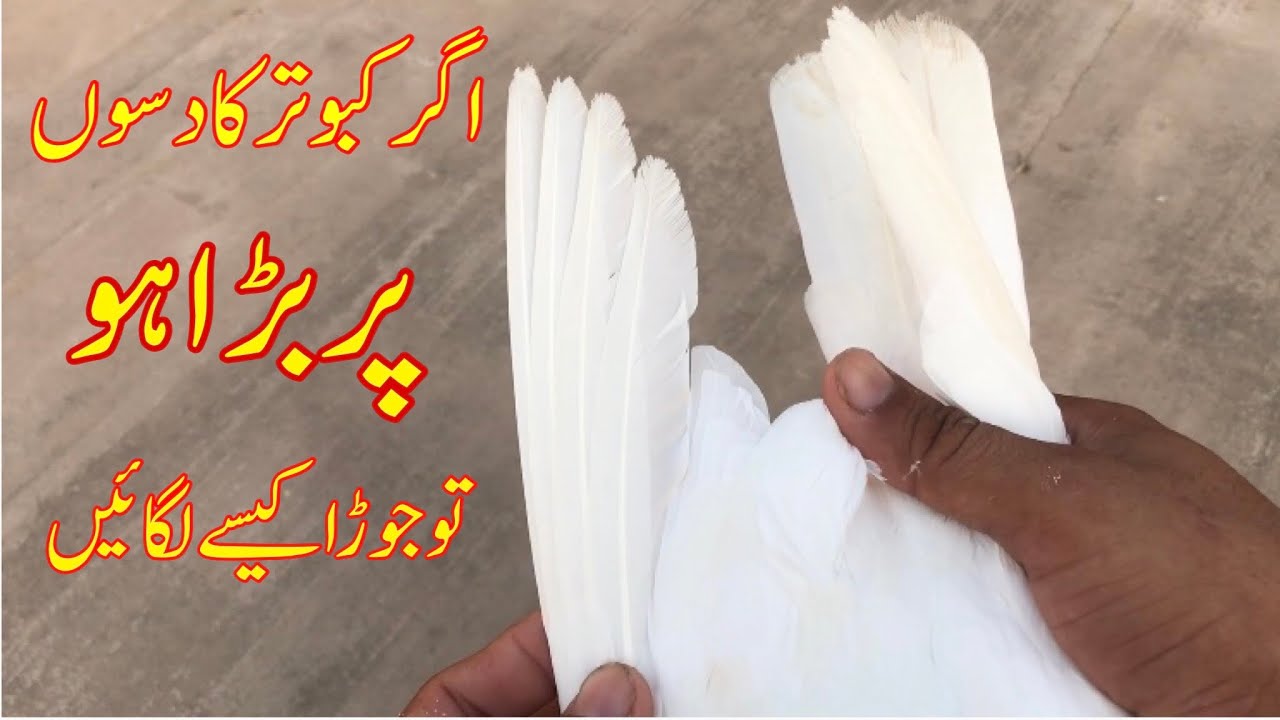 Agr kabootar ka 10 par lamba ho to jora kisy lagen || Afzaal Pigeons