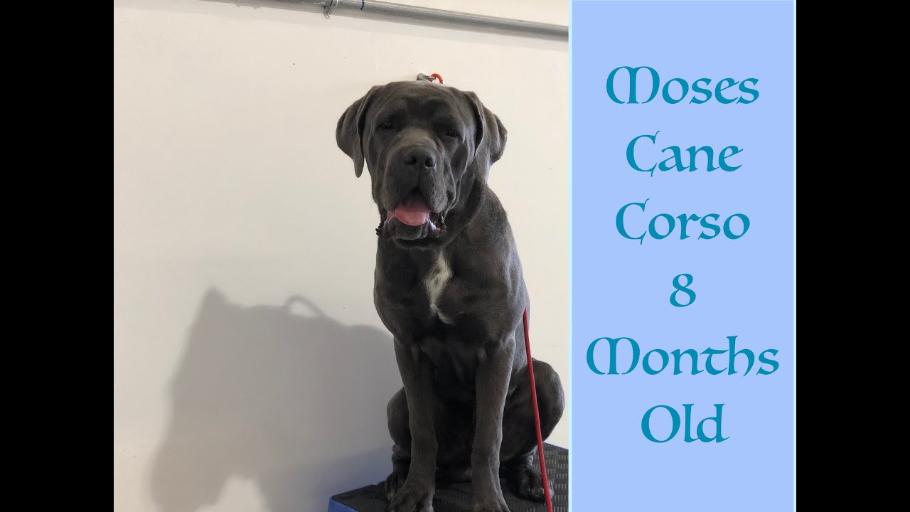 Salt Lake City Dog Trainers ||| OLK9 Utah ||| 8 month old Cane Corso, Moses