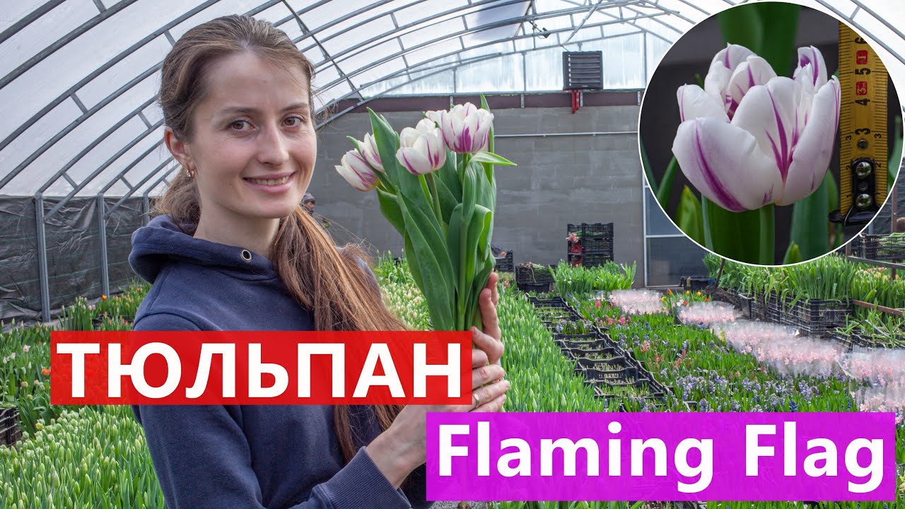 Тюльпан Flaming Flag (Фламінг Флаг) 🌷