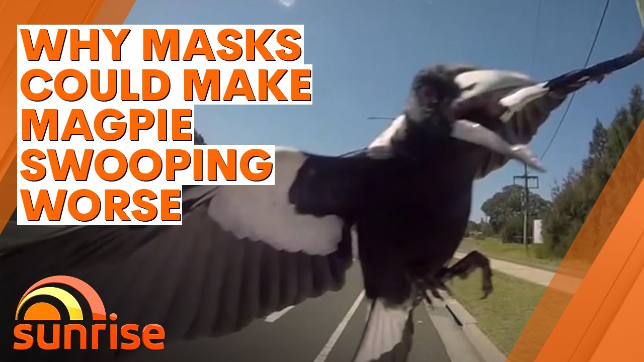 Why masks could make magpie swooping worse | 7NEWS