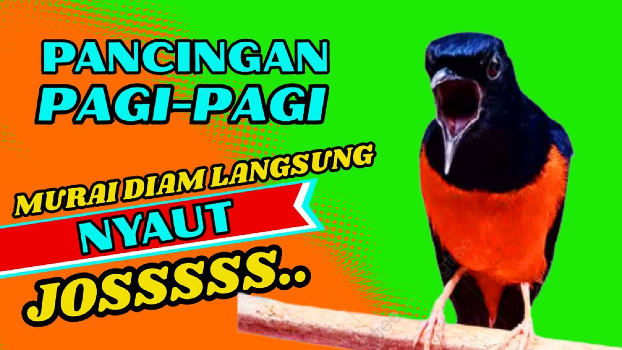 PANCINGAN PAGI-PAGI AGAR MURAI GACOR❗❗ MURAI DIAM PASTI NYAUT EMOSI❗❗❗