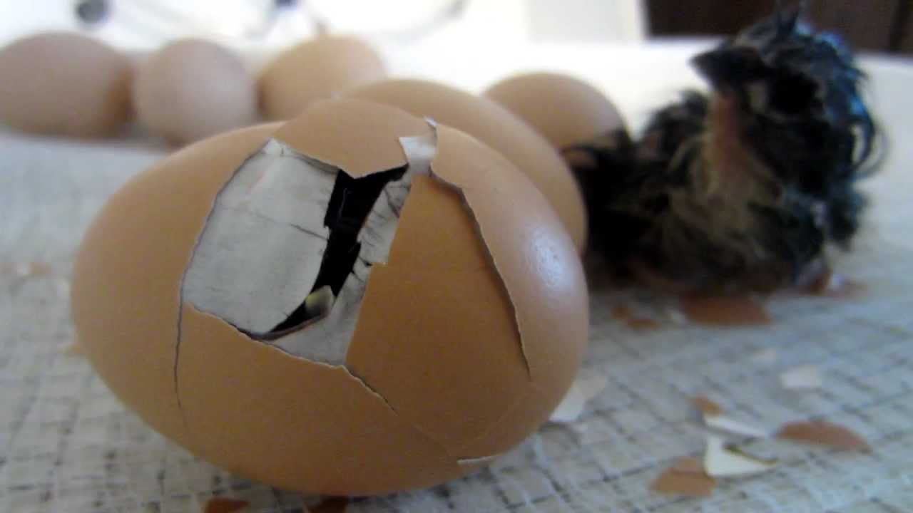 Cute baby chick helps another hatch