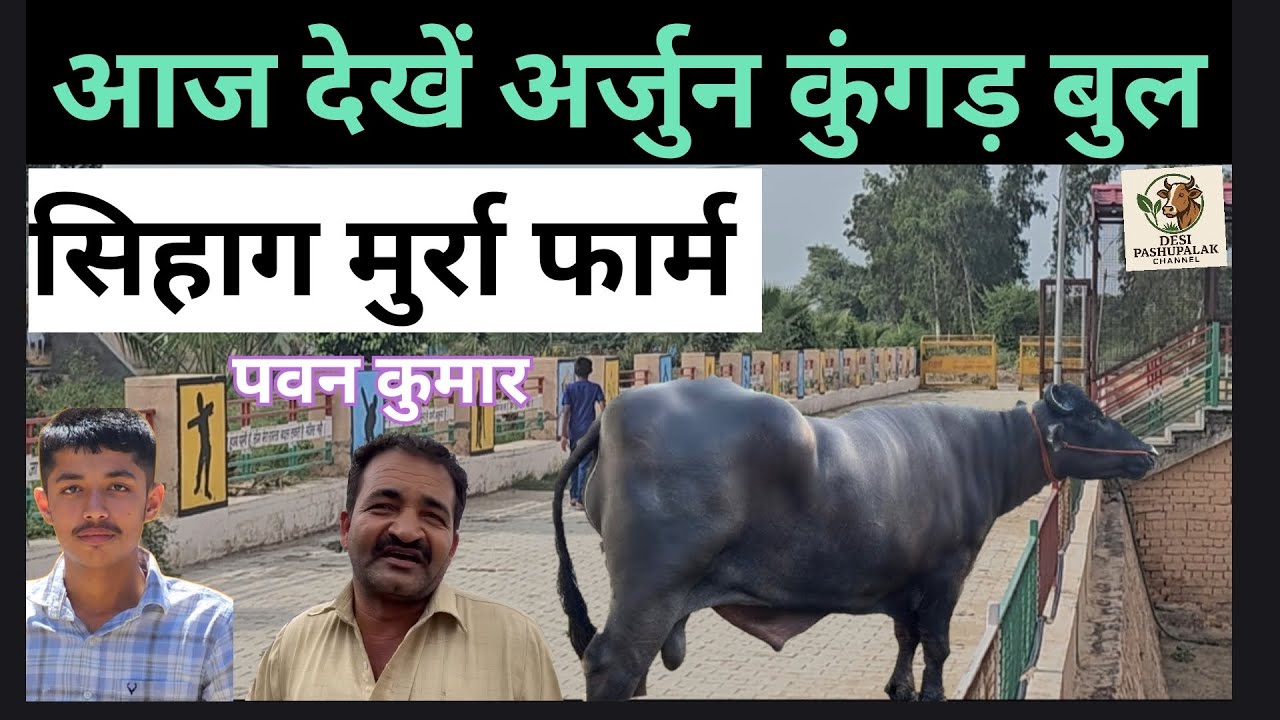 अर्जुन कुंगड़ bull (sihag murrah farm) /Murrah/ Mobile No.99920-28010 