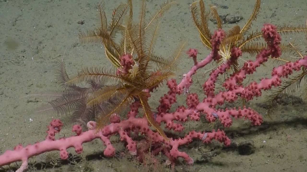 Beautiful Corals of the Cascadia Margin | Nautilus Live