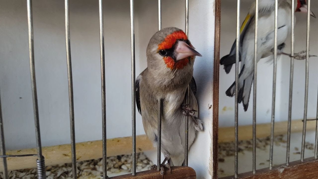Ташкентский птичий рынок: Ёввойи қушлар - Дикие птицы 4. 01. 20 Tashkent bird market