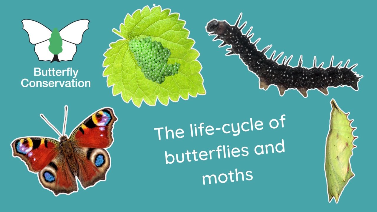 The Life Cycle of Butterflies and Moths