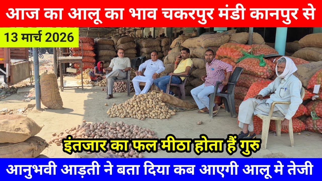 13 मार्च 2026 /आज का आलू का भाव चकरपुर मंडी कानपुर से बता दिया कब आएगी आलू मे तेजी Aalu Ka Bhav