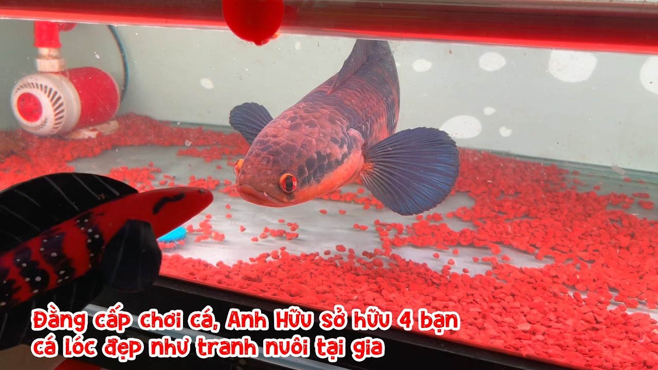 Đằng cấp chơi cá, Anh Hữu sở hữu 4 bạn cá lóc đẹp như tranh nuôi tại gia
