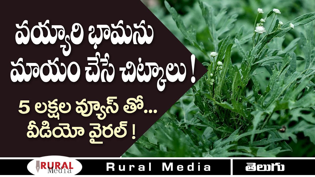 వయ్యారి భామను అంతం చేసే 3 సూత్రాలు | How to control parthinium | Rural Media