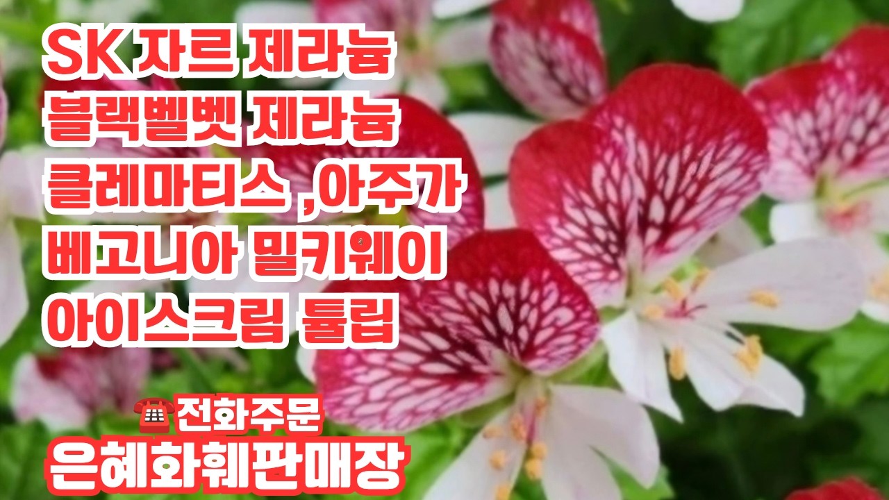 은혜화훼판매장🌳4k영상 ☎전화주문 010 2651 4421# SK자르 제라늄 ,리갈 블랙벨벳,모나리자 바이스 제라늄#세작베고니아,향기베고니아,글로리베고니 베고니아 밀키웨이🌳