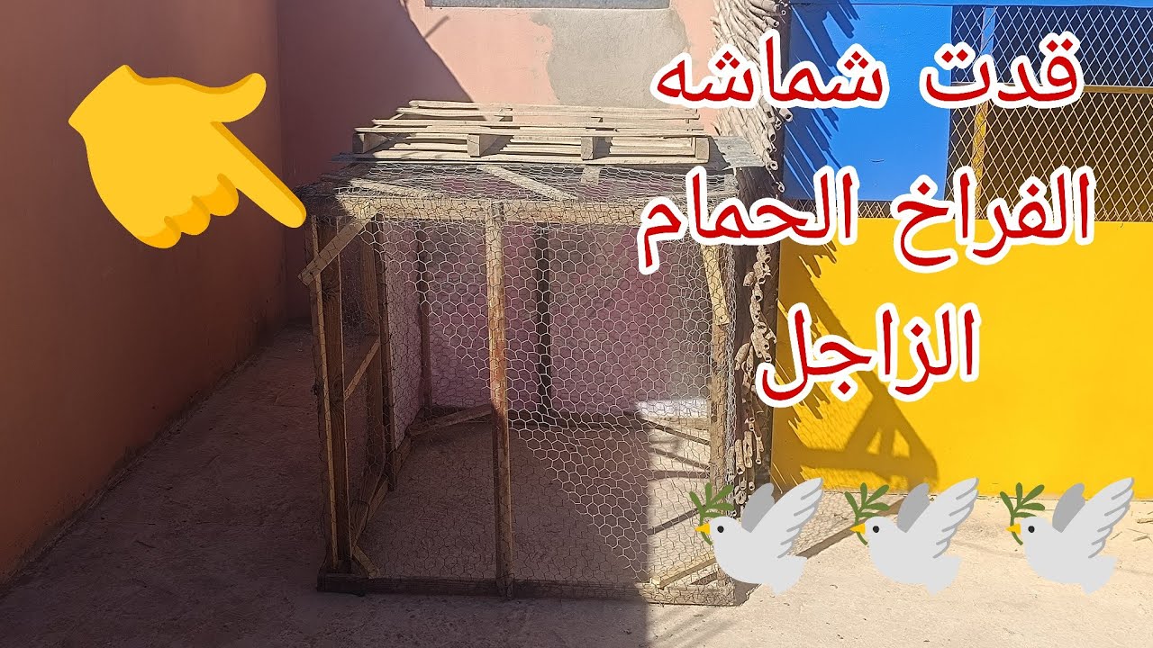 صيبت شماشه الفراخ باش يوكرو مزيان الله يسخر الجميع 