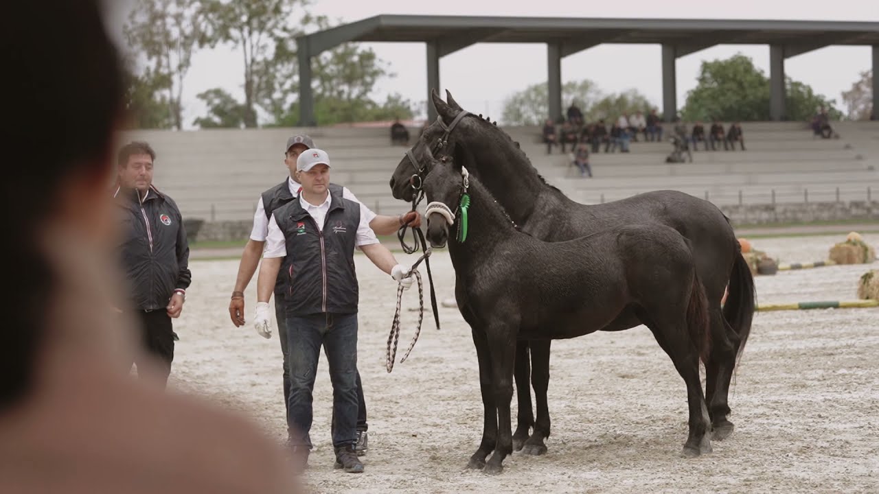 Barbana Lipizzans- Private breeder of lipizzan horses Slovenia