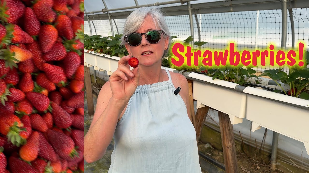 Harvesting Sweet Hydroponic Strawberries: A Surprising Bounty!