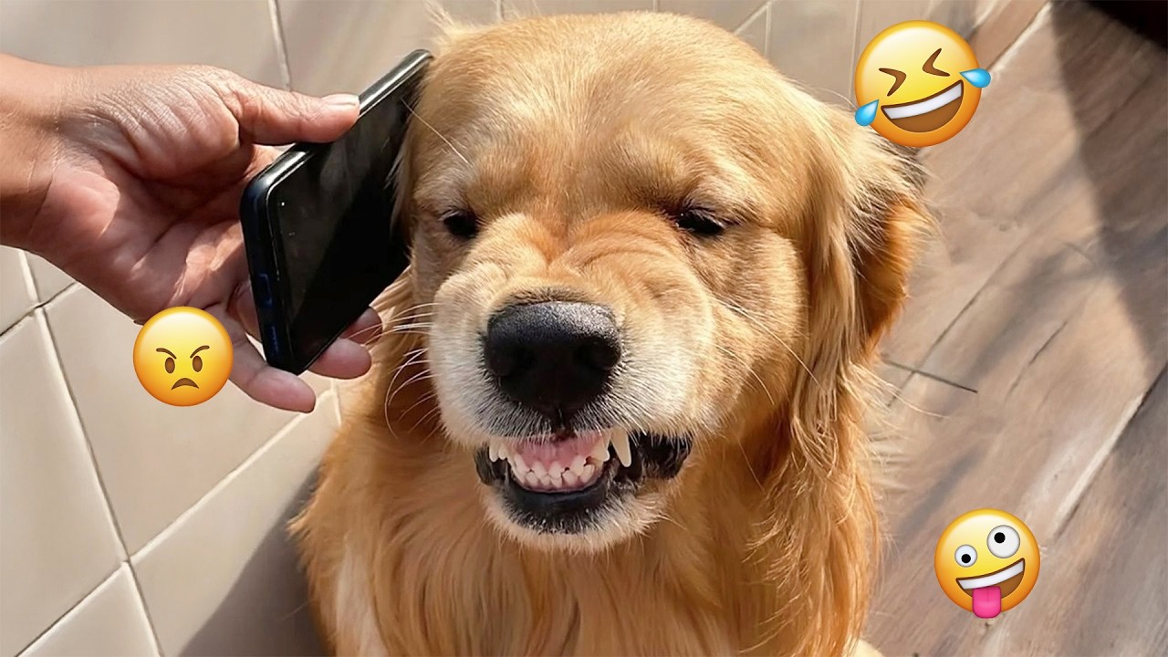 Try Not To Laugh 🤣 Most Watched Funny Dog Videos Compilation #34