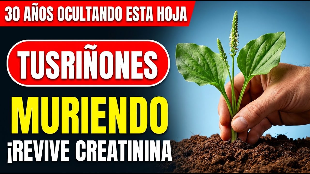 8 Hojas Naturales que Protegen tus Riñones y Reducen la Creatinina (Fácil de Encontrar)