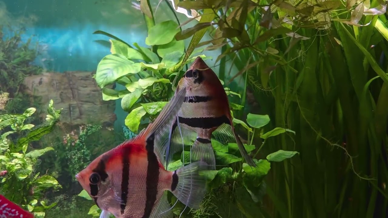 Südamerika Aquarium mit 4 Diskus und 4 Manacapuru Skalare 