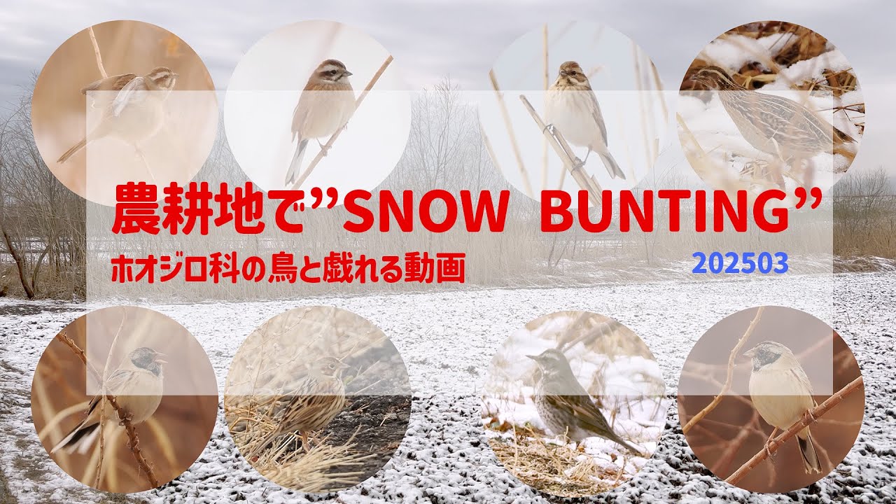 農耕地でSNOW BUNTING ウズラ出ました!  2025/03
