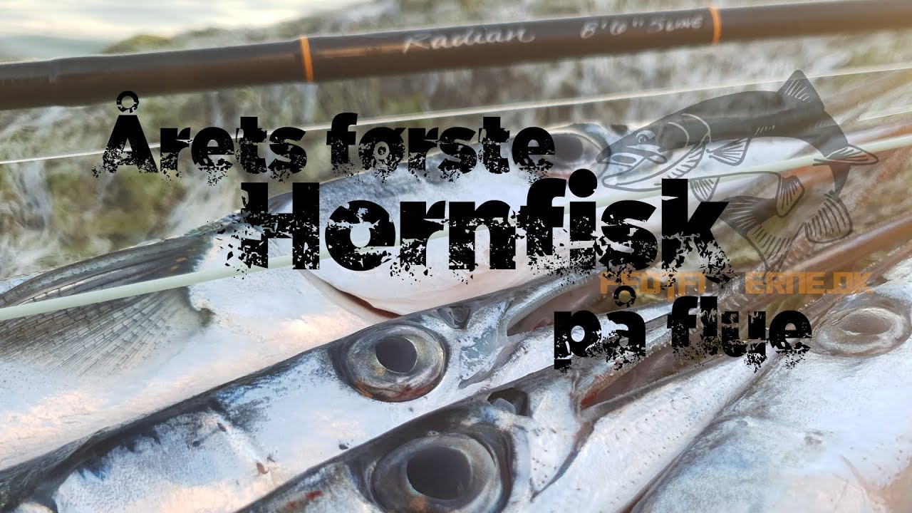 Første hornfisk på flue 2019
