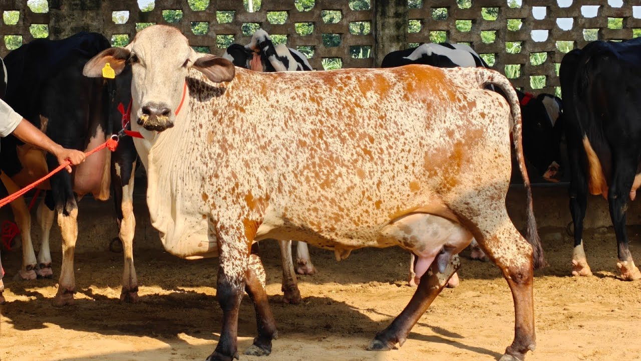 23 ਗਾਵਾਂ ਸ੍ਰੀ ਕ੍ਰਿਸ਼ਨਾ ਡੇਅਰੀ ਫਾਰਮ ਦੀਆਂ, 23 Cows for sale 