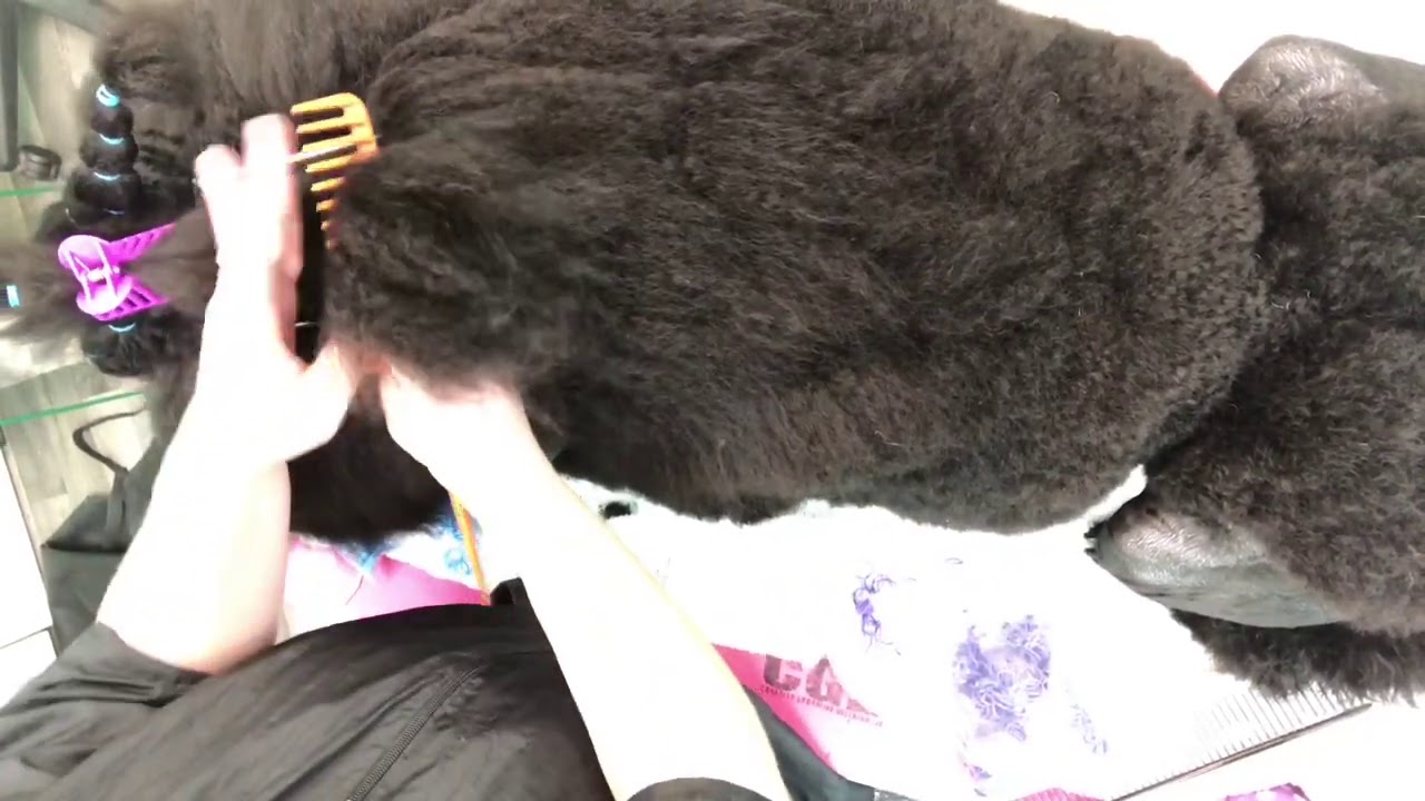 Wrapping the Show Poodle’s Neck