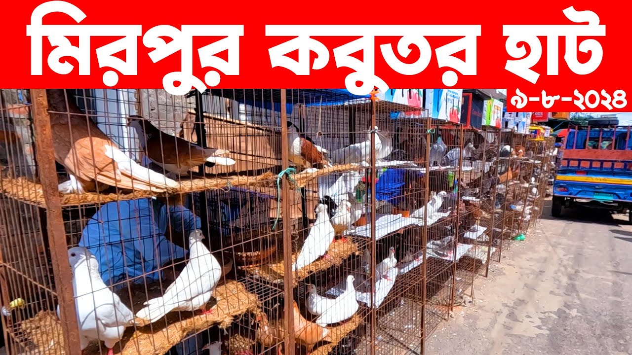 মিরপুর কবুতর হাট ৯-৮-২০২৪ || kobutor hat 2024 || pigeon market in bangladesh || Mirpur kobutor hat