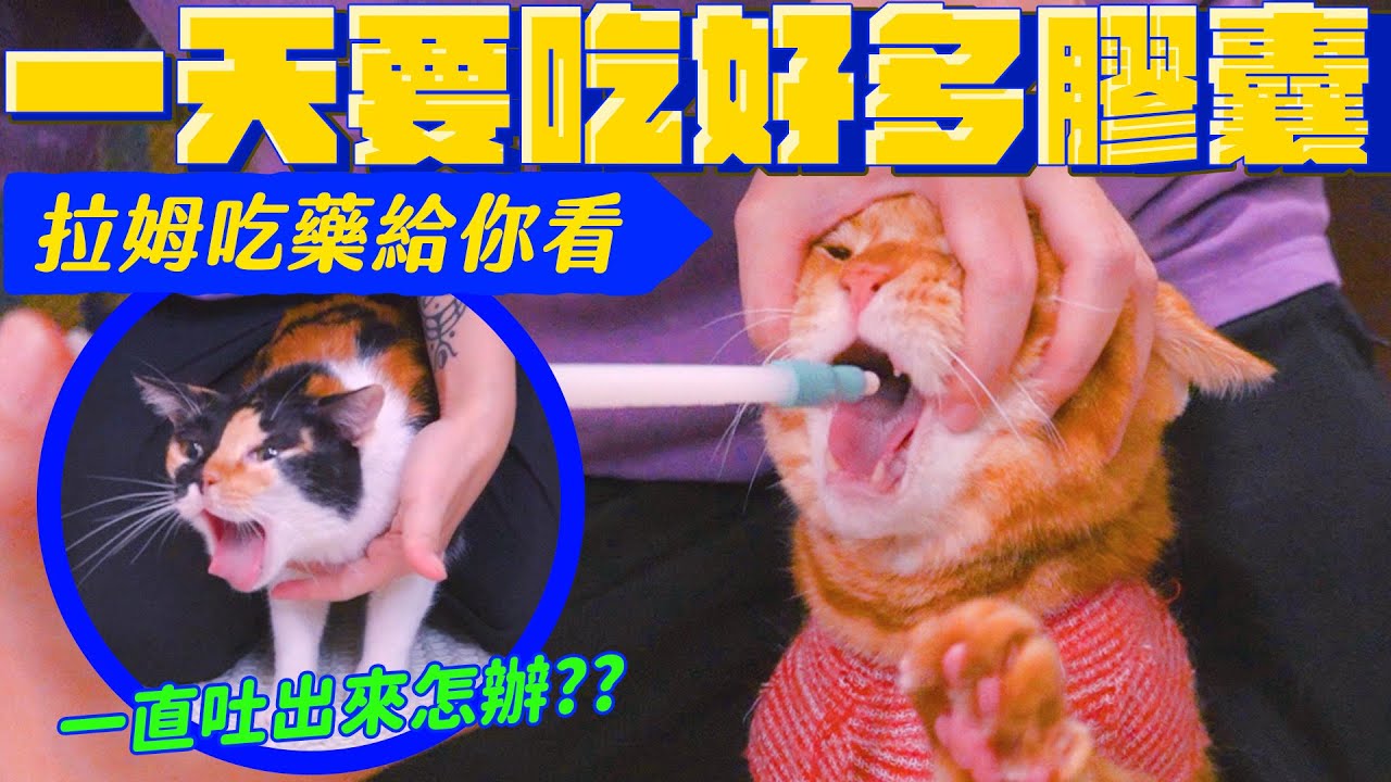 貓咪餵藥好難！？看完這部影片秒上手 四隻貓咪來示範｜宇宙猫咪🐾