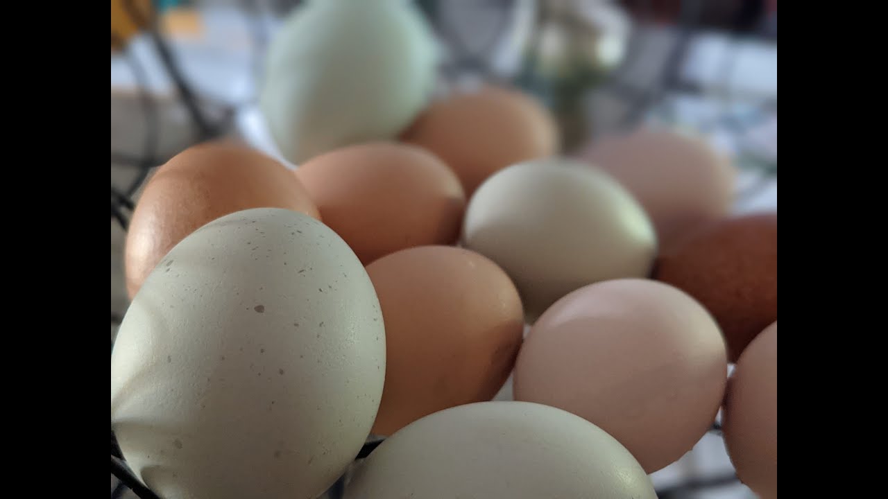Cream Legbars, Speckled Sussex, Olive Eggers, and More!