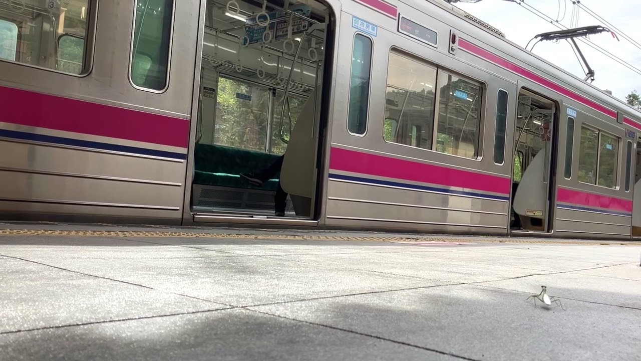 電車に乗り遅れるカマキリ