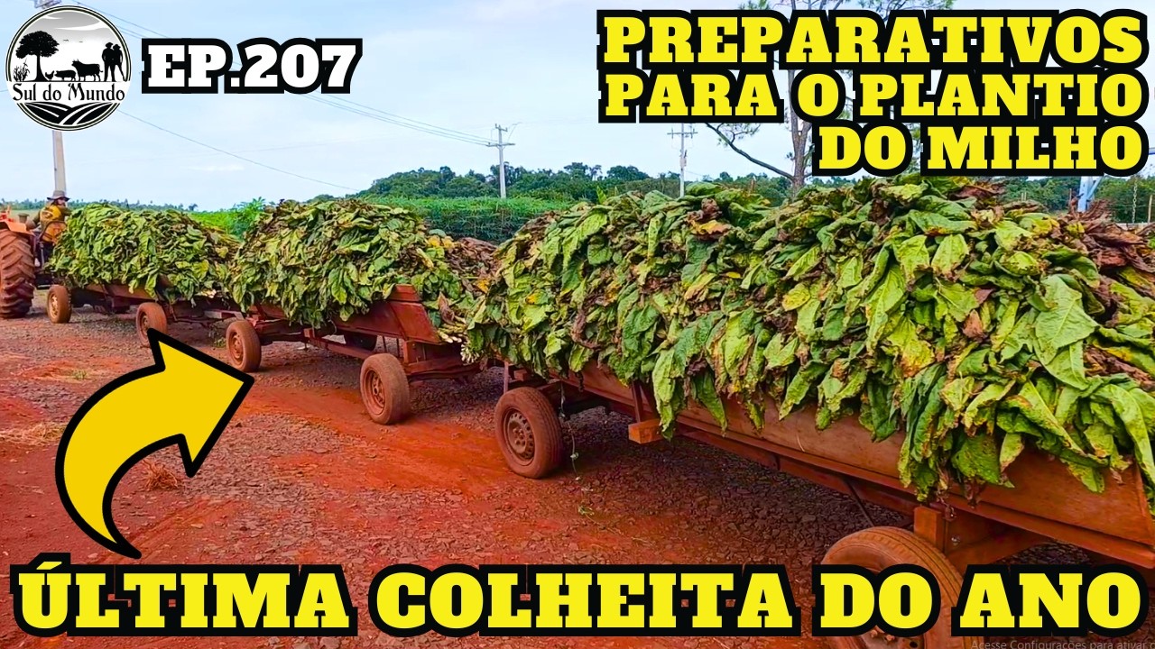 ✅ FIM DA COLHEITA DE FUMO - PREPARO DE SOLO PARA O MILHO