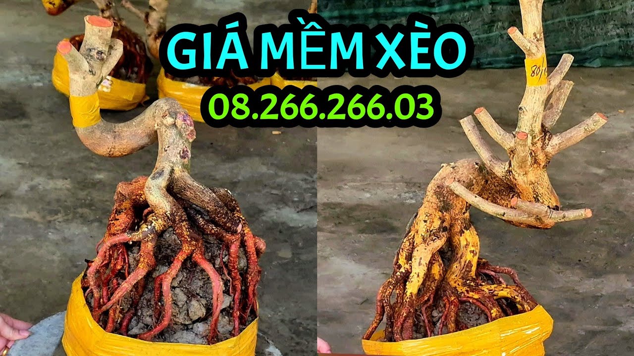Giá Mềm Xèo..ngày 11/3 📲08.266.266.03 AN. Phôi mai Bonsai Lắc Quái Đẹp đế Vip Đặc. @AnChoGao 