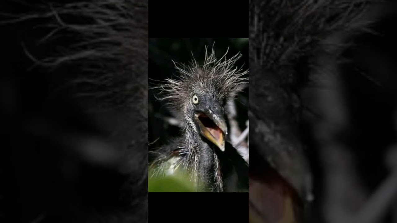 Смешные птички - happy birds