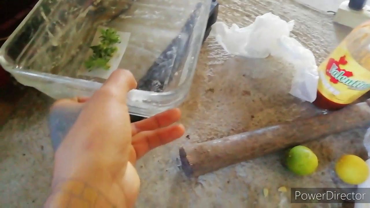 c&oacute;mo secar marihuana r&aacute;pido