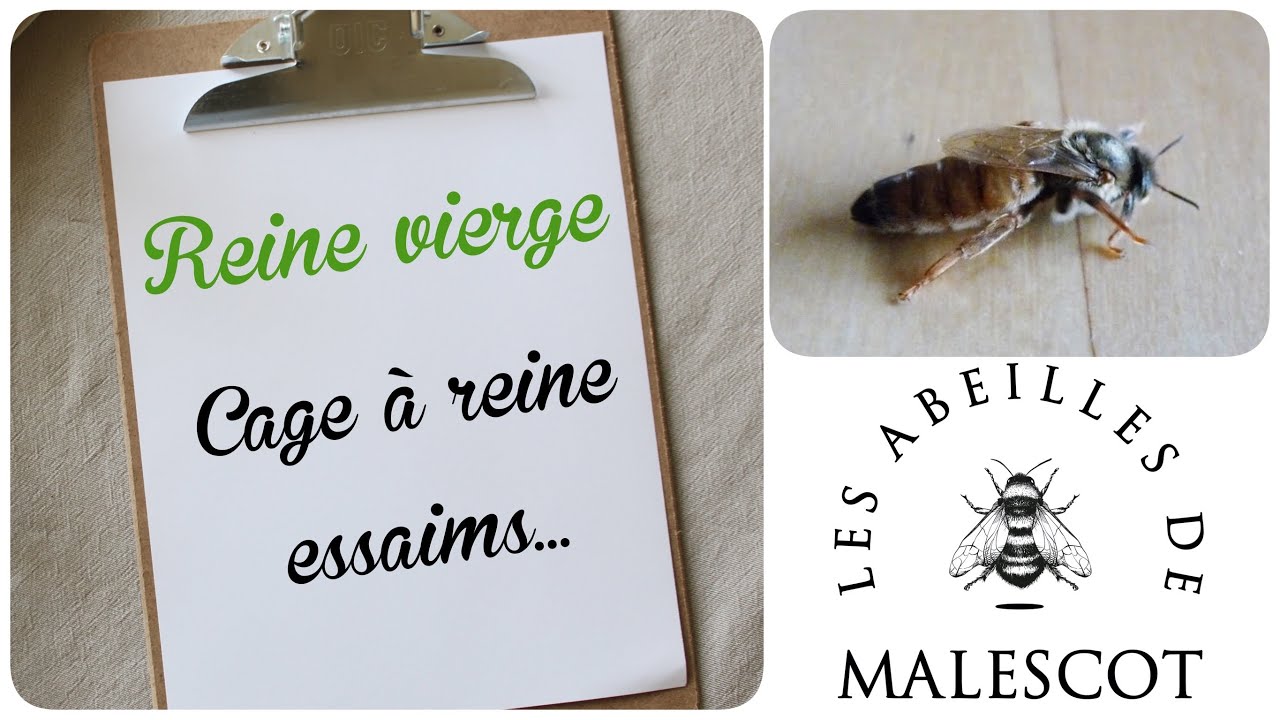 🐝 Que faire avec une reine vierge ?