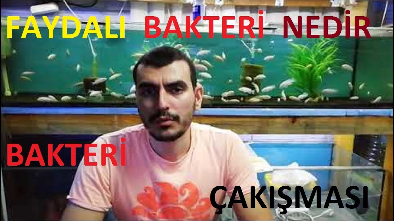 FAYDALI BAKTERİ, BAKTERİ ÇAKIŞMASI NEDİR.akvaryum faydali bakteri.akvaryum nitrat sorunu