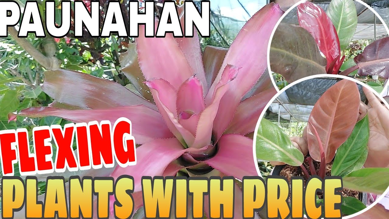 FLEXING PLANTS WITH PRICE PAUNAHAN #plants #garden #vlog #plantsselling #subscribers #youtube