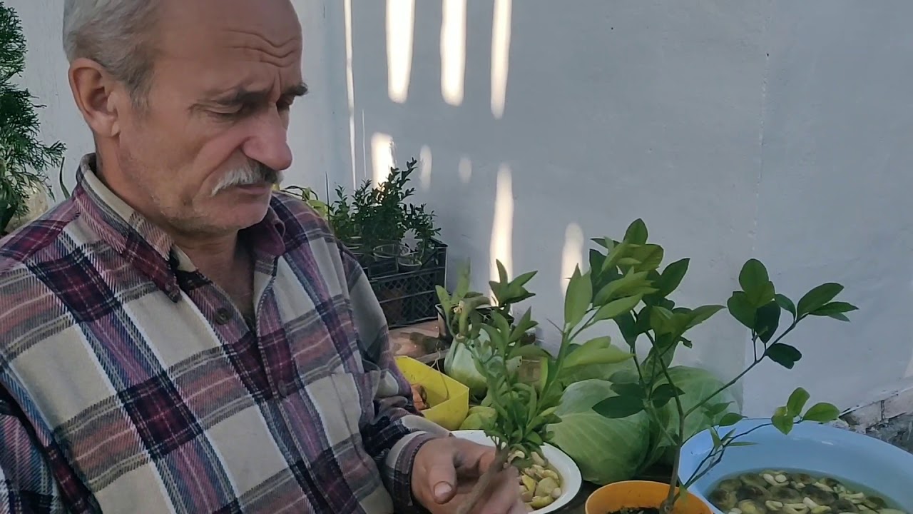 СЕКРЕТЫ прививки лимона!